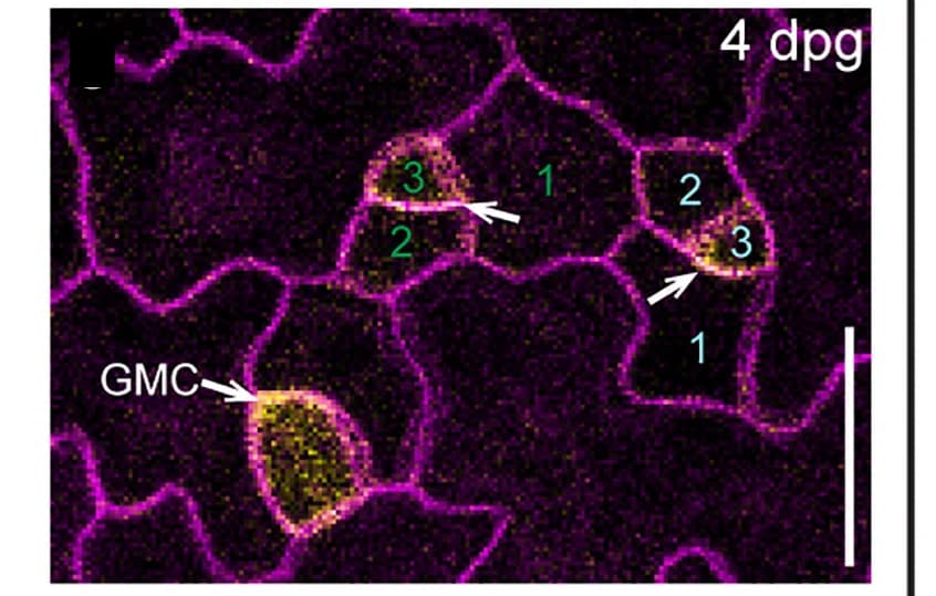Open access visualization of Microscopy, Time Course Imaging, MMC, OPL2p:OPL2-VENUS, Polarity