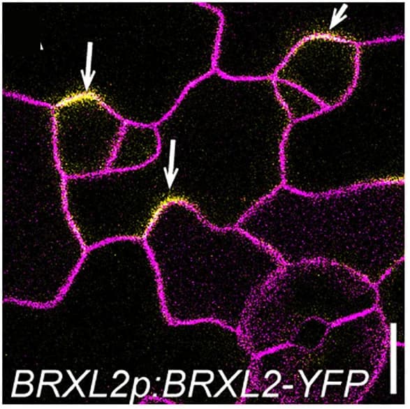 Open access visualization of Microscopy, Confocal Images, Abaxial Cotyledons, BRXL2-YFP, VENUS/YFP