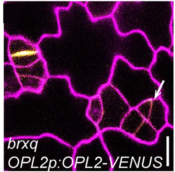 Open access visualization of Microscopy, Confocal Images, Abaxial Cotyledons, OPL2-VENUS, brx-q