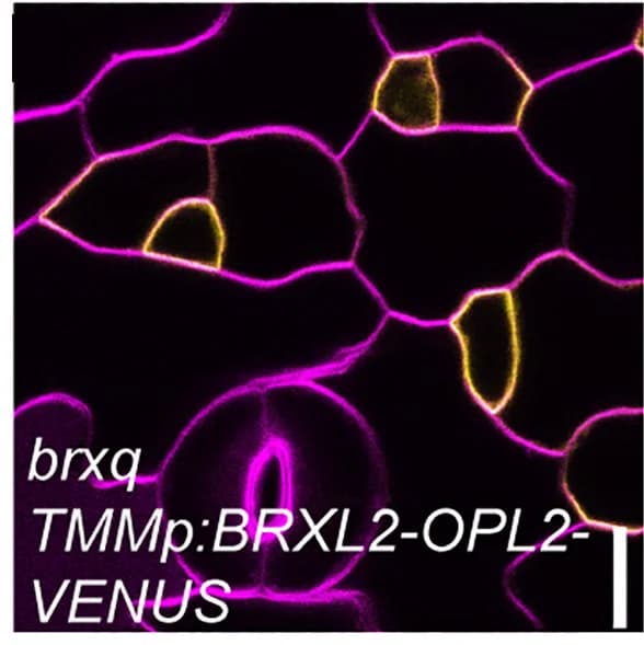 Open access visualization of Microscopy, brx-q, Clustered Stomata
