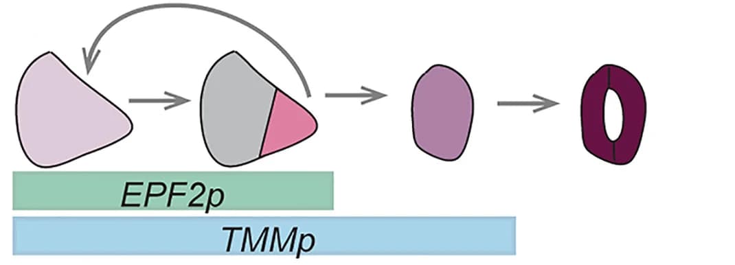 Open access visualization of Workflow, Illustration, EPF2, TMM, Stomatal Lineage