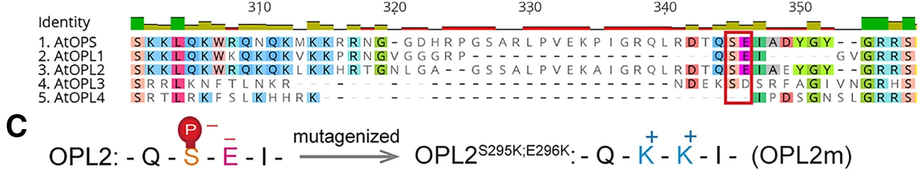 Open access visualization of Illustration, Workflow, Protein Sequence Alignment, Arabidopsis Thaliana, OPL Family
