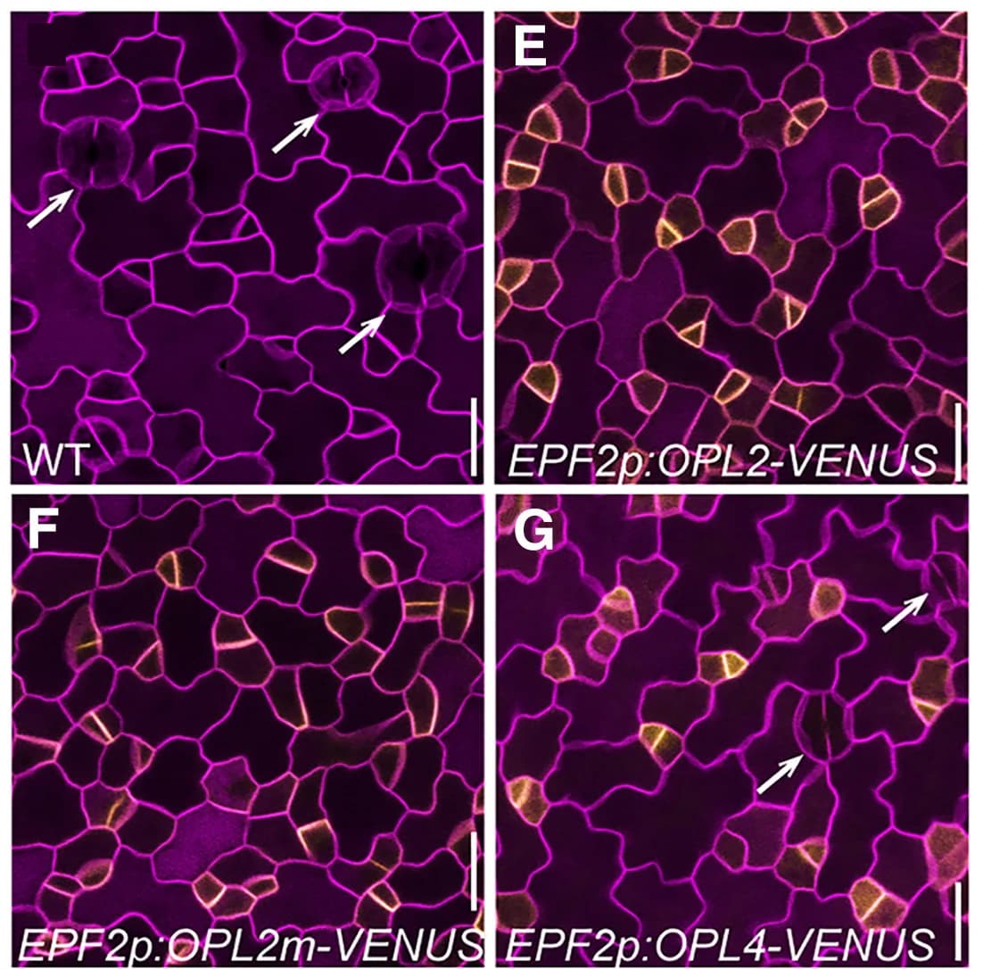 Open access visualization of Microscopy, Confocal Images, Abaxial Cotyledons, ML1p:mCherry-RCI2A, Wild Type