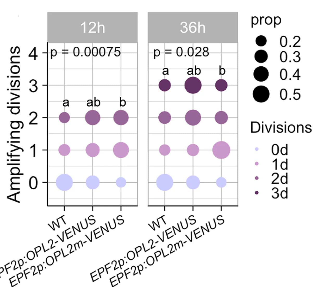 Open access visualization of Bubble Plot, Scatter Plot, Amplifying Divisions, Meristemoids, Statistical Analysis