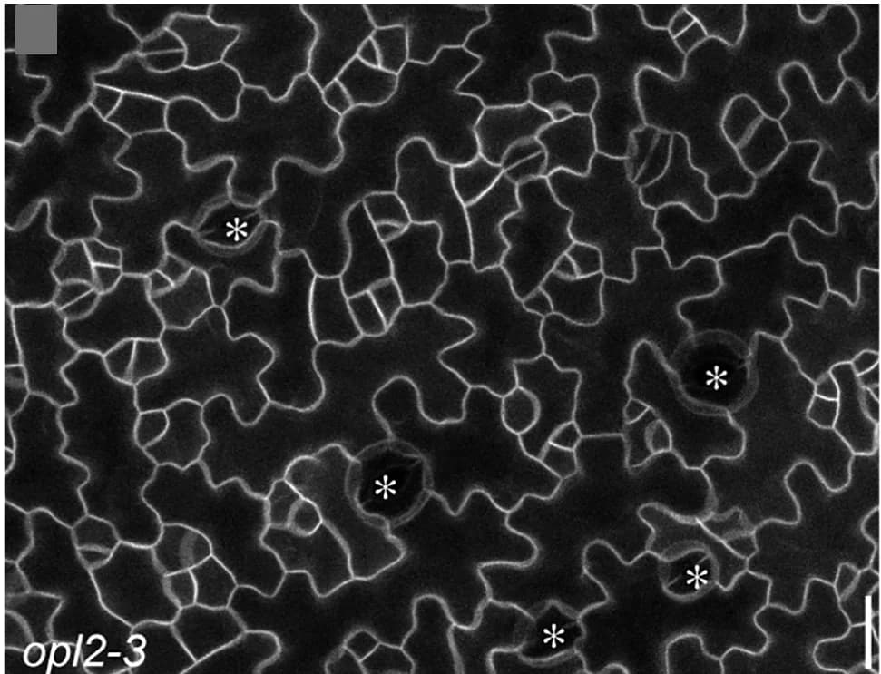 Open access visualization of Microscopy, Confocal Images, Abaxial Cotyledons, CRISPR Mutant