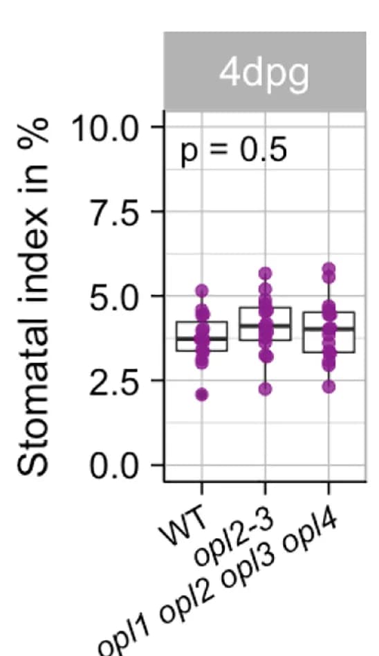 Open access visualization of Box Plot, Scatter Plot, Raincloud Plot, Stomatal Phenotypes, opl2-3