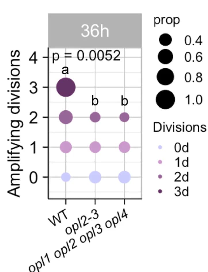 Open access visualization of Scatter Plot, Bubble Plot, Amplifying Divisions, Meristemoids, Kruskal-Wallis Test