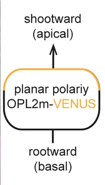Open access visualization of Workflow, Flowchart, Illustration, Arabidopsis, Planar Polarity