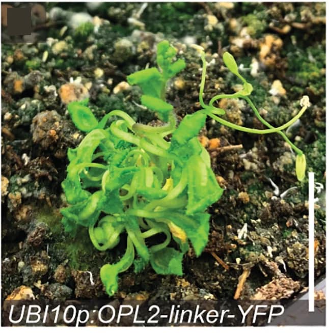 Open access visualization of Photo, Arabidopsis, Dwarfism, Gene Expression
