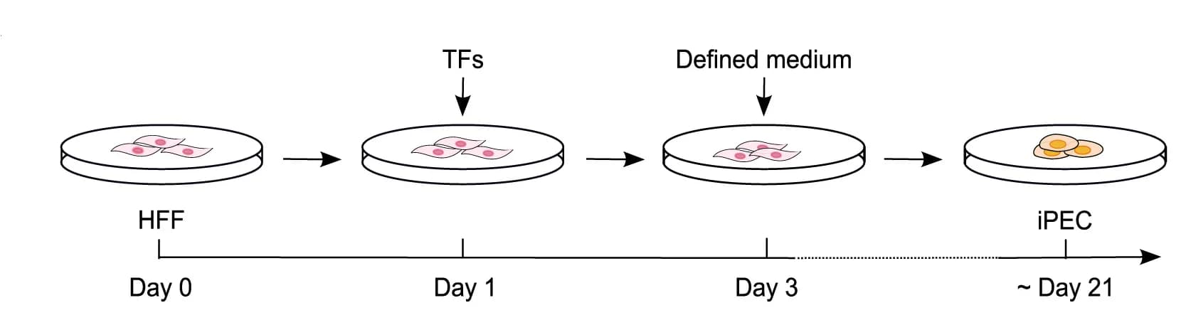 Open access visualization of Workflow, iPECs, Human Foreskin Fibroblasts, HFFs, Lentiviral TF Constructs