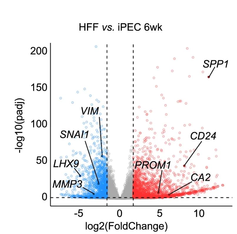 Open access visualization of Volcano Plot, DEGs, HFFs, iPECs, Upregulated DEGs
