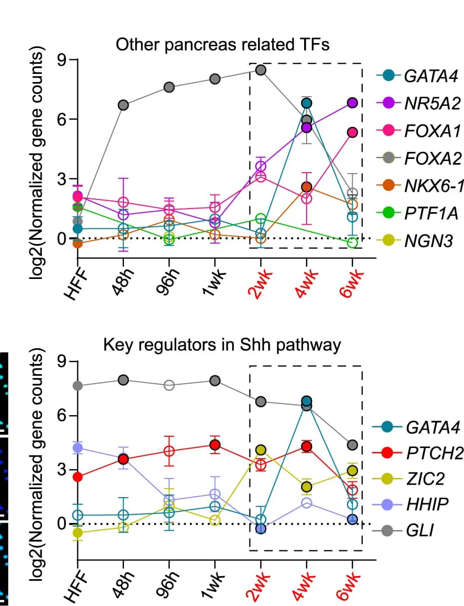 Open access visualization of Line Plot, Error Bars, Line Plots, Gene Expression, Pancreas-related TFs