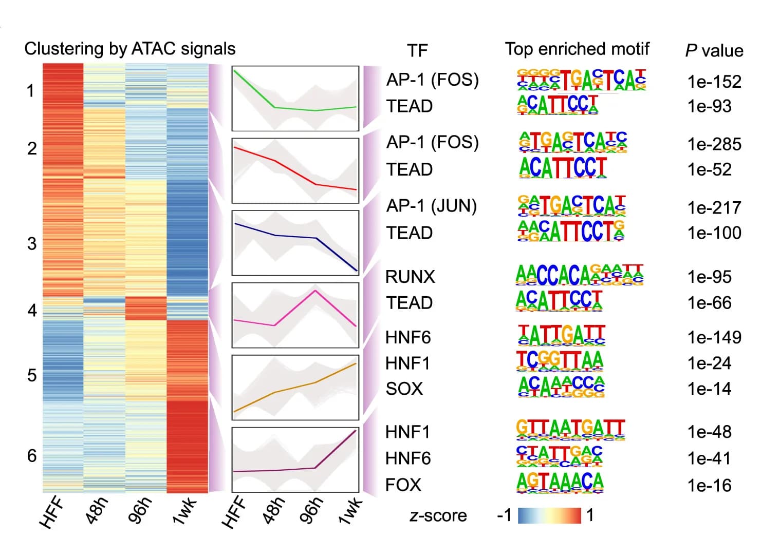 Open access visualization of Heatmap, Line Plot, ATAC-seq, Motifs, HFFs