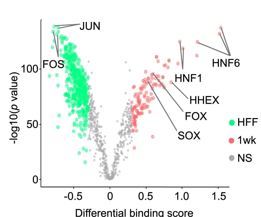 Open access visualization of Scatter Plot, Volcano Plot, Transcription Factors, TF Motifs, Binding Activity