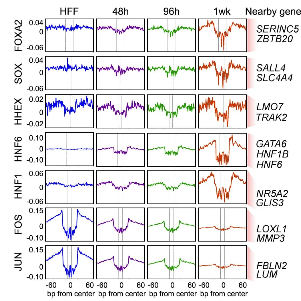 Open access visualization of Line Plot, Transcription Factor Binding Sites, TF, ATAC-seq, Pancreas-related TFs