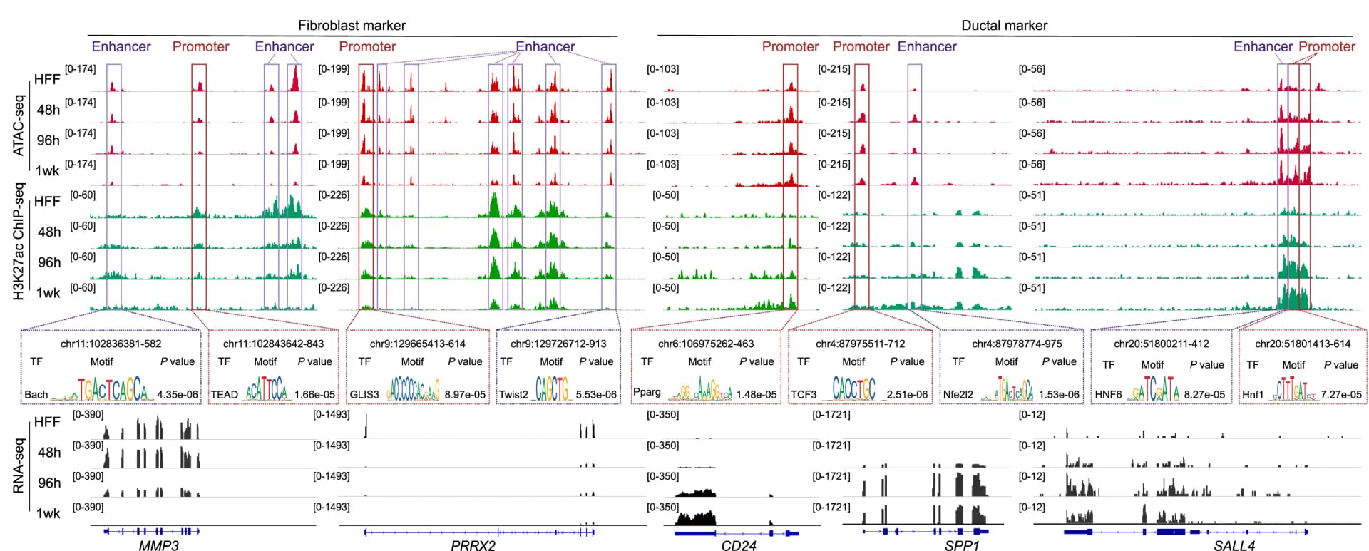 Open access visualization of Line Plot, Density Plot, Genome Browser, ATAC-seq, ChIP-seq