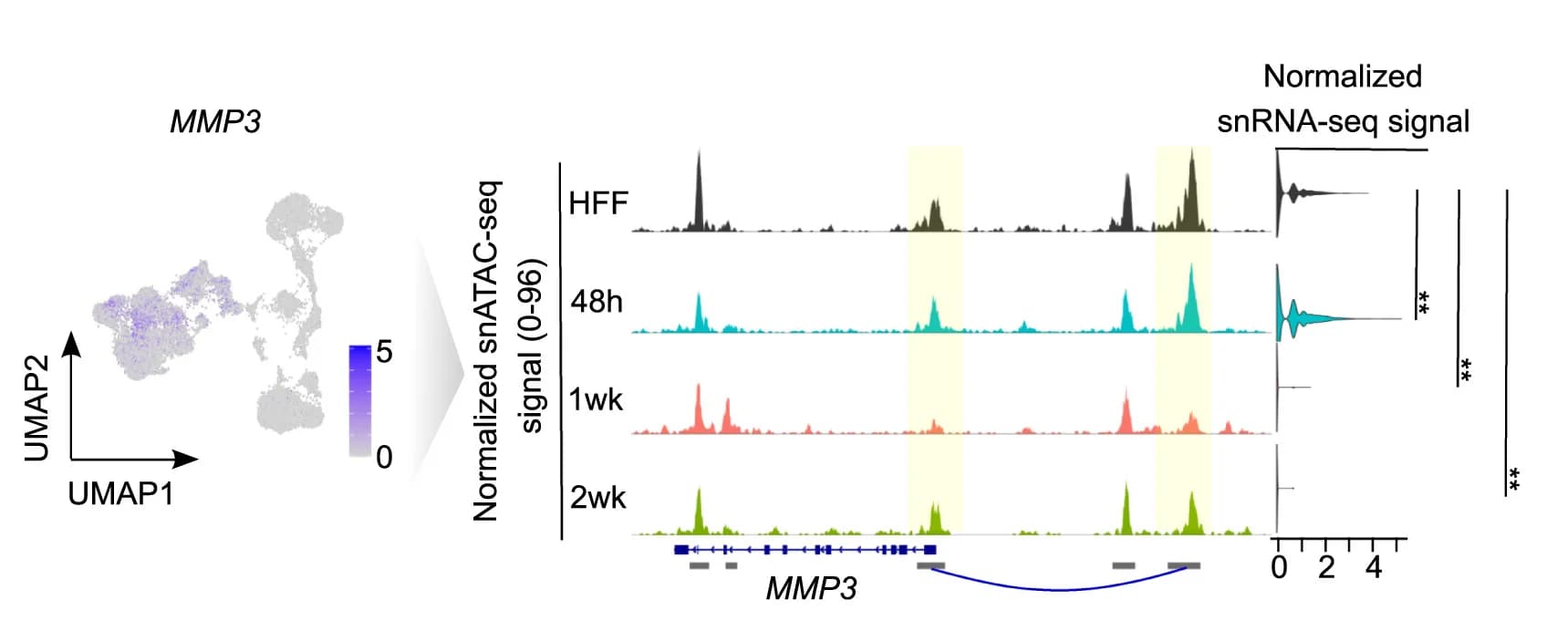 Open access visualization of Line Plot, UMAP, Scatter Plot, Coverage Plots, Chromatin Accessibility