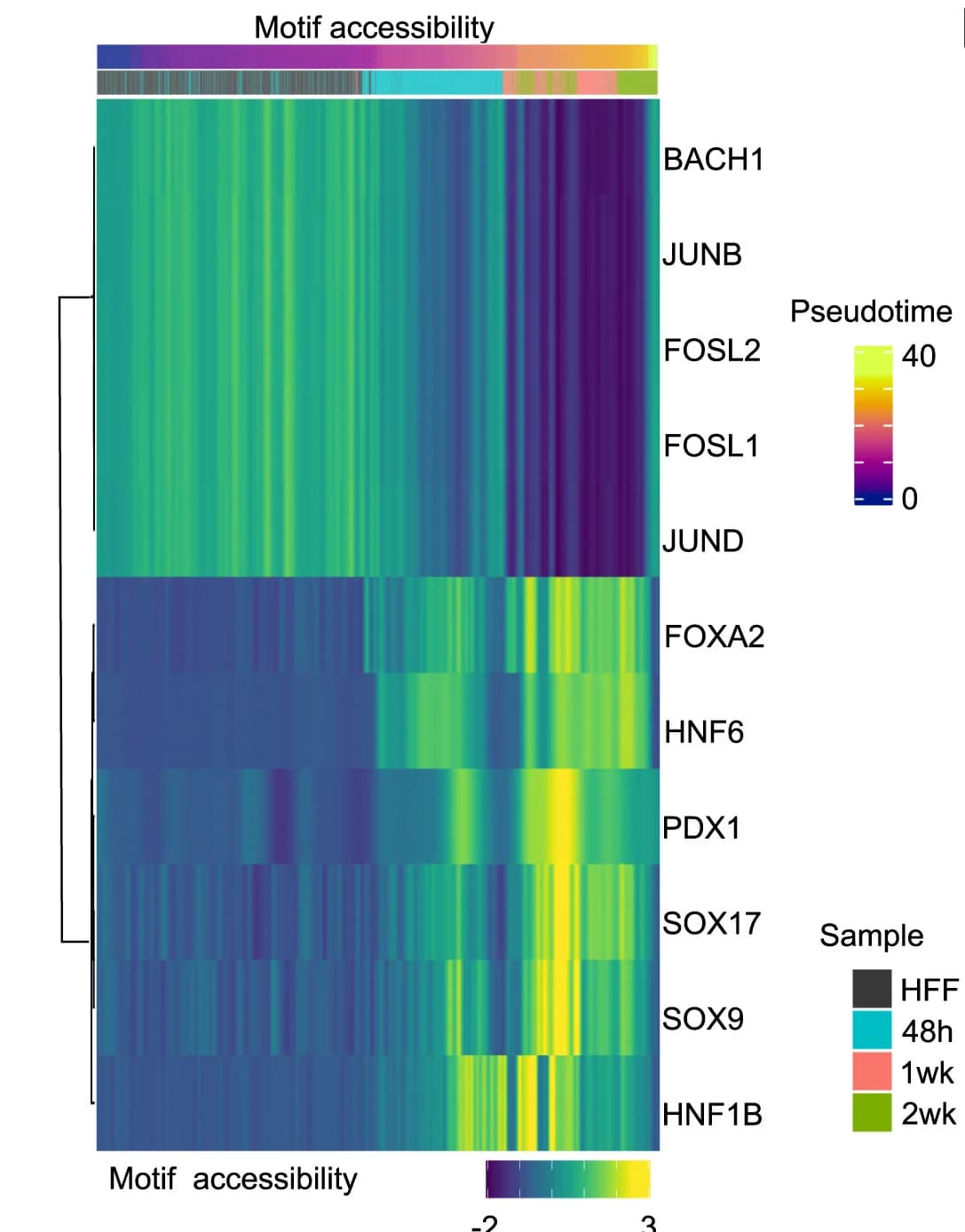 Open access visualization of Heatmap, Clustered, Pseudotime, Motif Accessibility, Somatic
