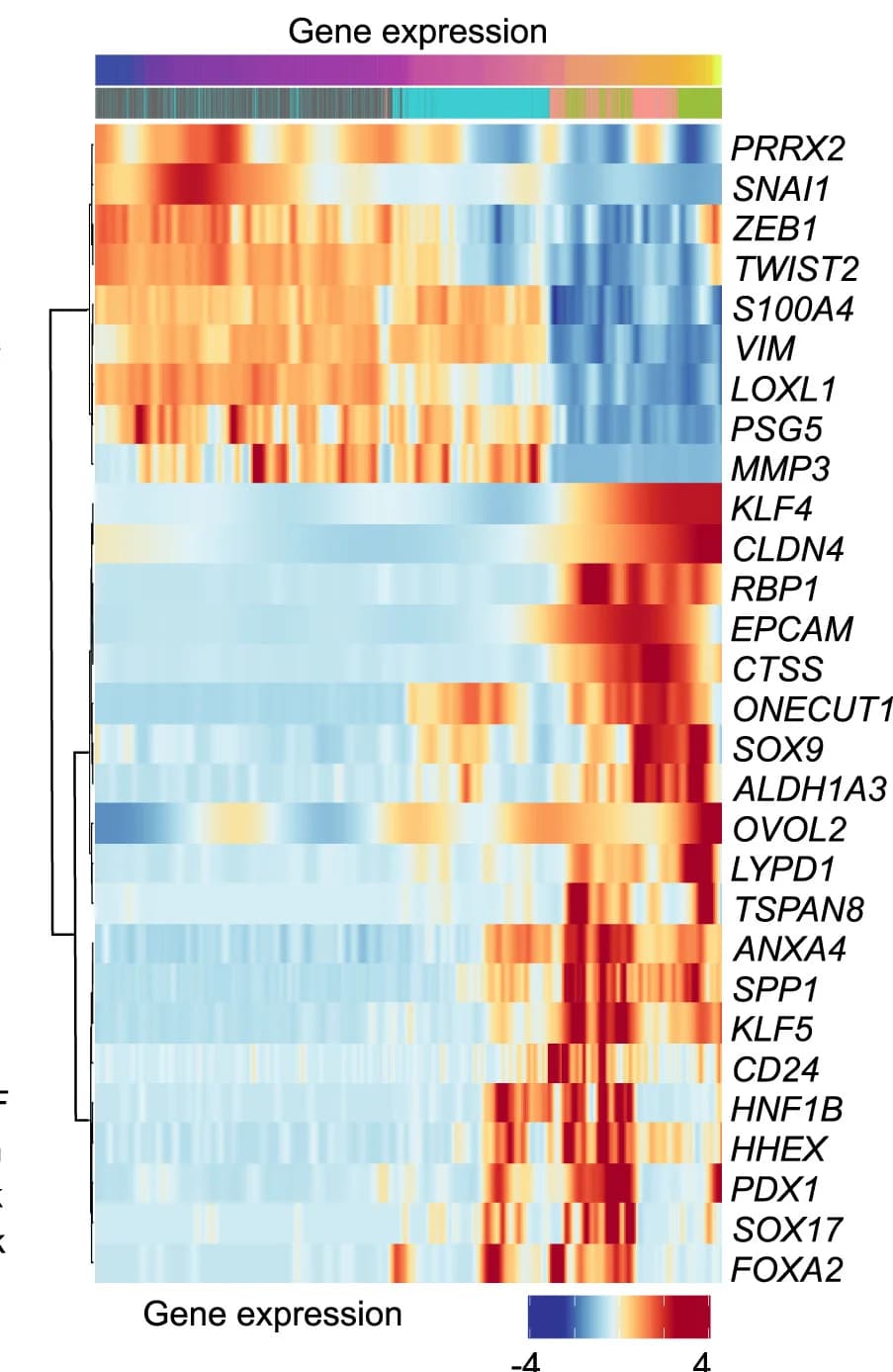 Open access visualization of Heatmap, Clustered, Expression Levels, Marker Genes, Fibroblasts