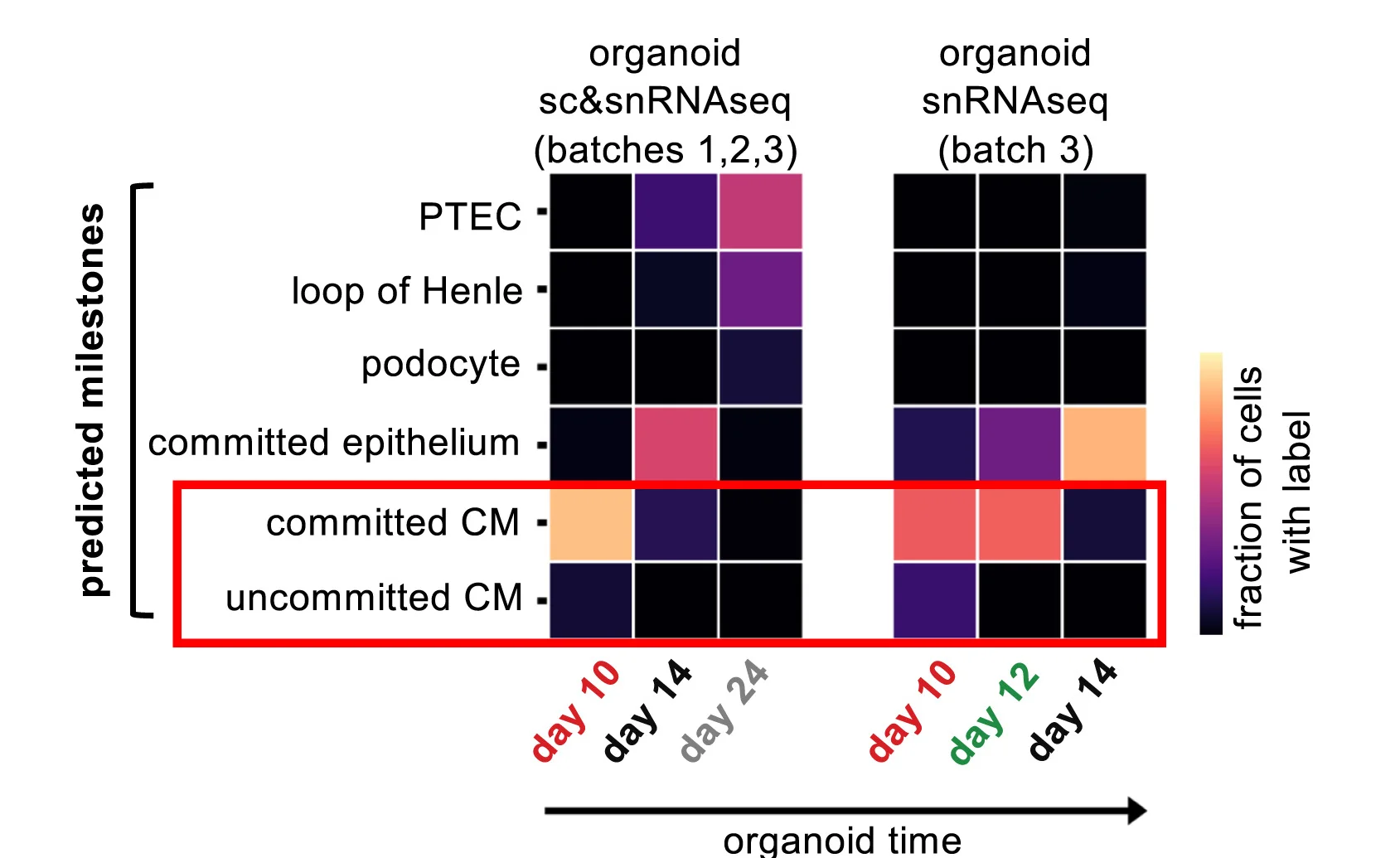 Open access visualization of Heatmap, Milestone Prediction, Organoid, scRNA-seq, snRNA-seq