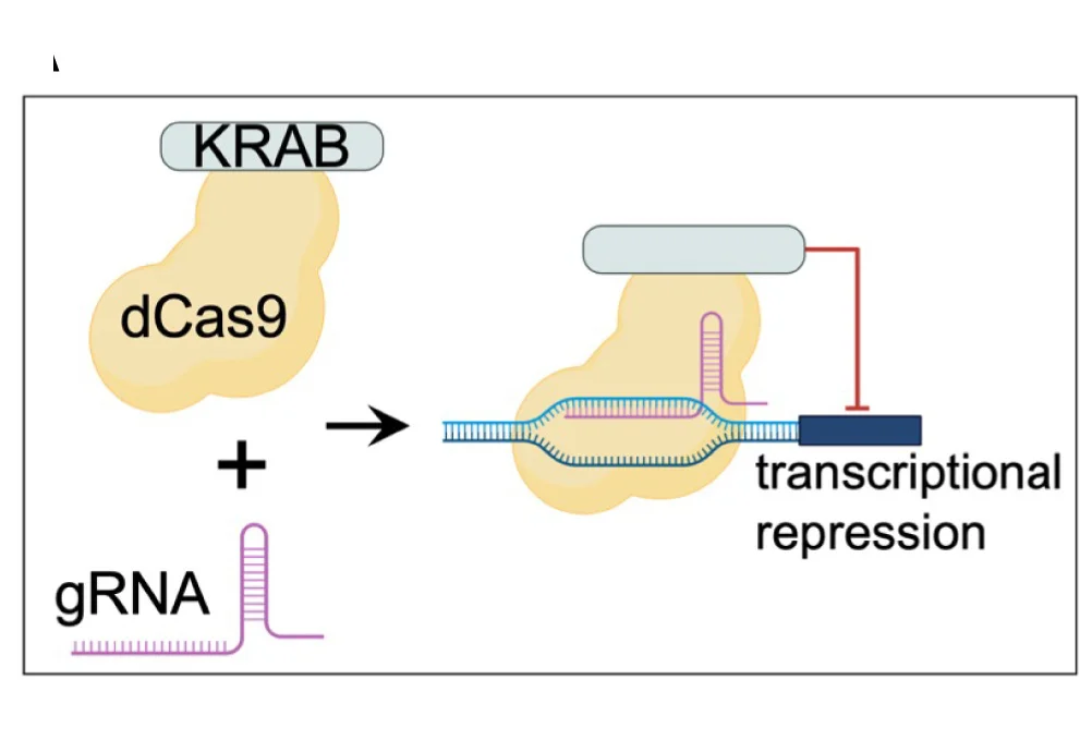 Open access visualization of Workflow, Illustration, CRISPR Interference, Gene Perturbation System, dCas9-KRAB