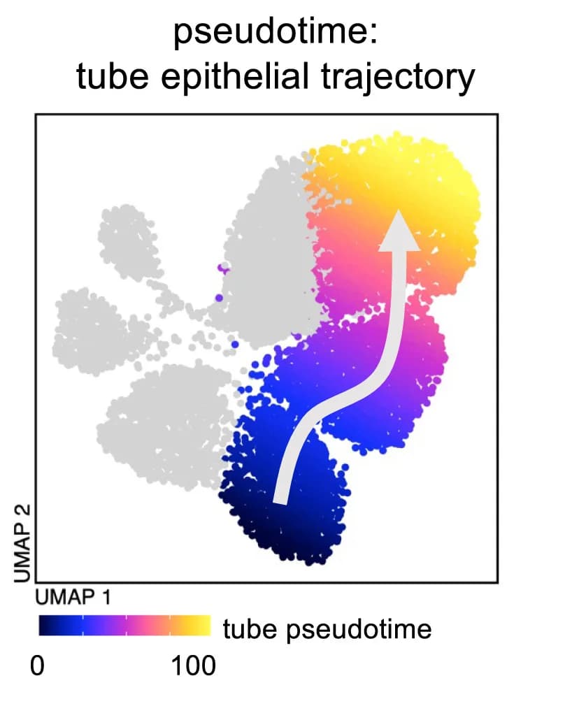 Open access visualization of UMAP, Scatter Plot, UMAP Plot, Multi-ome Cells, Epithelial Pseudotime