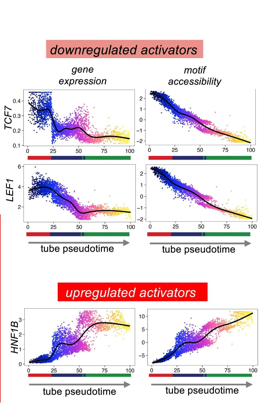 Open access visualization of Scatter Plot, Line Plot, Gene Expression, Motif Accessibility, Epithelial Pseudotime