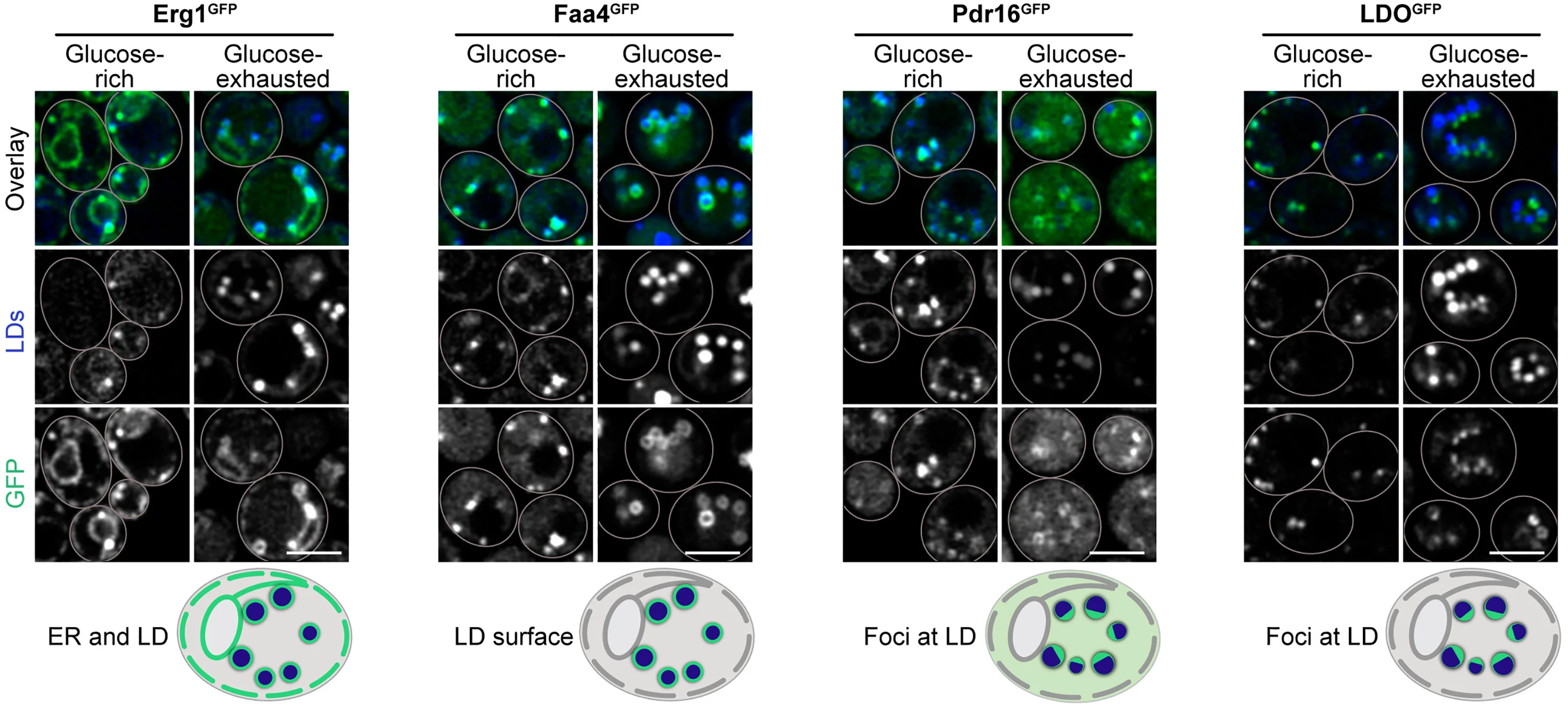 Open access visualization of Microscopy, Illustration, Erg1GFP, Faa4GFP, Pdr16GFP