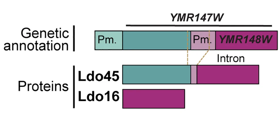 Open access visualization of Illustration, Genomic Loci, YMR147W, YMR148W, Promoters