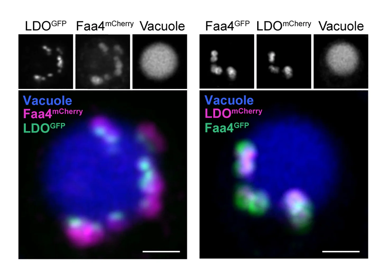 Open access visualization of Microscopy, Z Projection, Glucose-Exhausted Cells, LDOGFP, Faa4mCherry