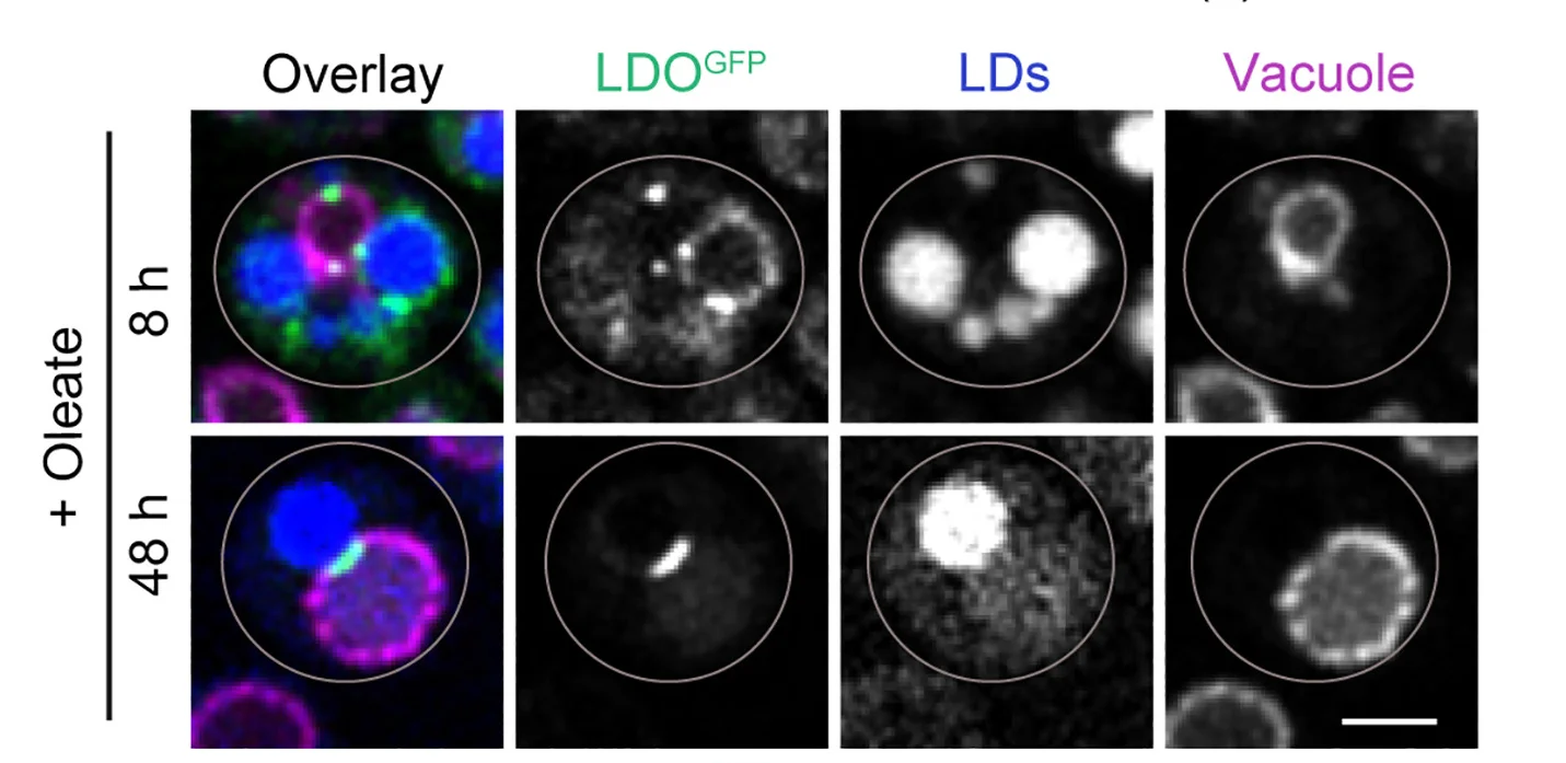Open access visualization of Microscopy, LDOGFP, Vph1mCherry, Glucose Media, Oleate