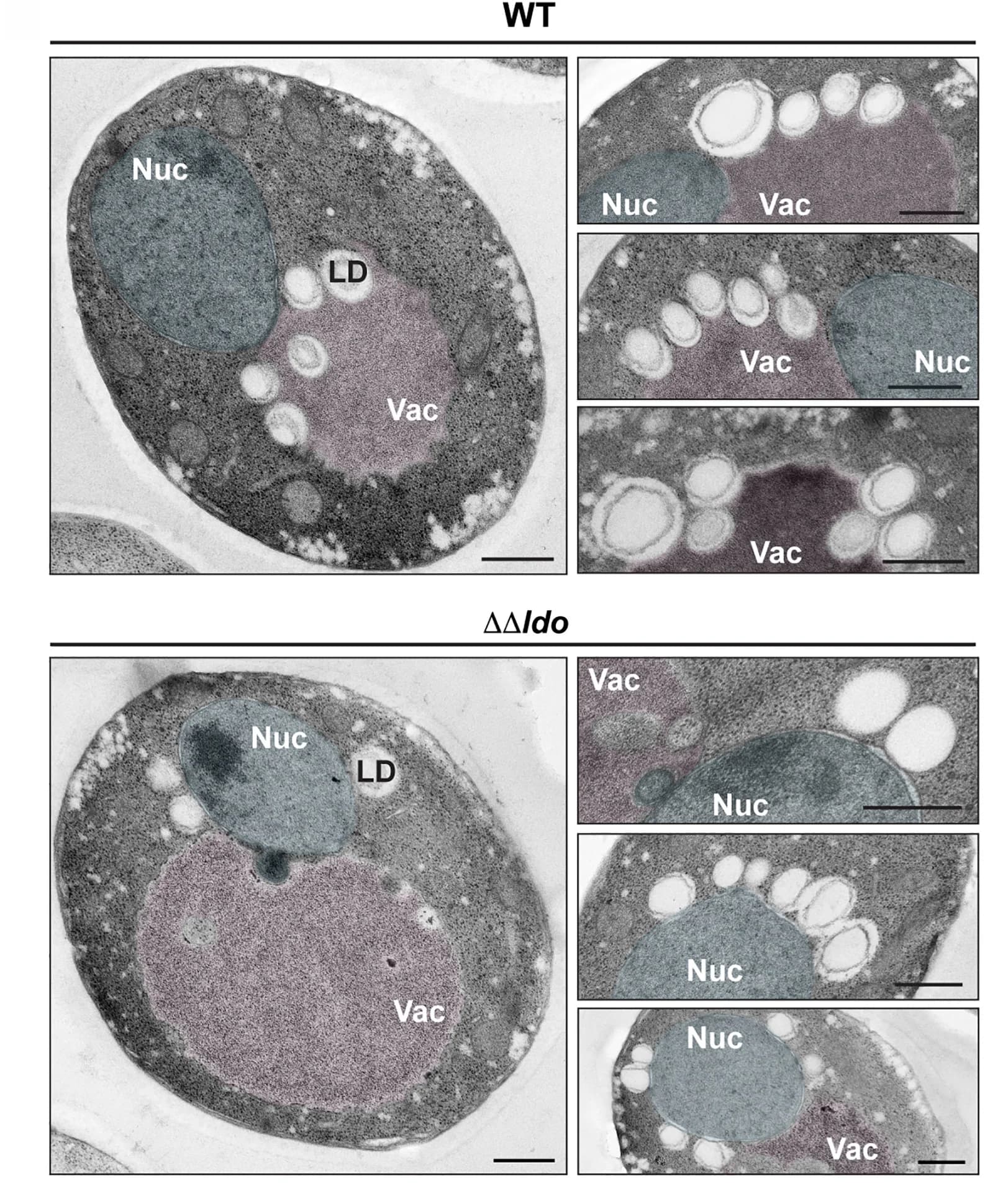Open access visualization of Microscopy, Electron Micrographs, Scale Bars