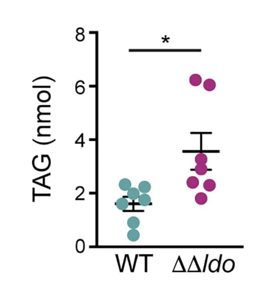 Open access visualization of Scatter Plot, Error Bars, Triacylglycerol Levels, Lysates