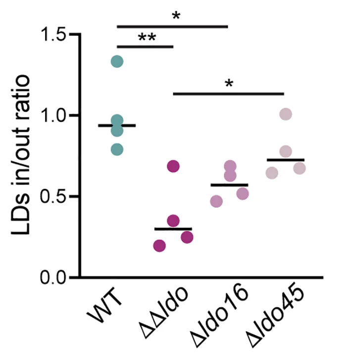 Open access visualization of Scatter Plot, Micrographs, LDOGFP, Ldo16GFP, Ldo45GFP