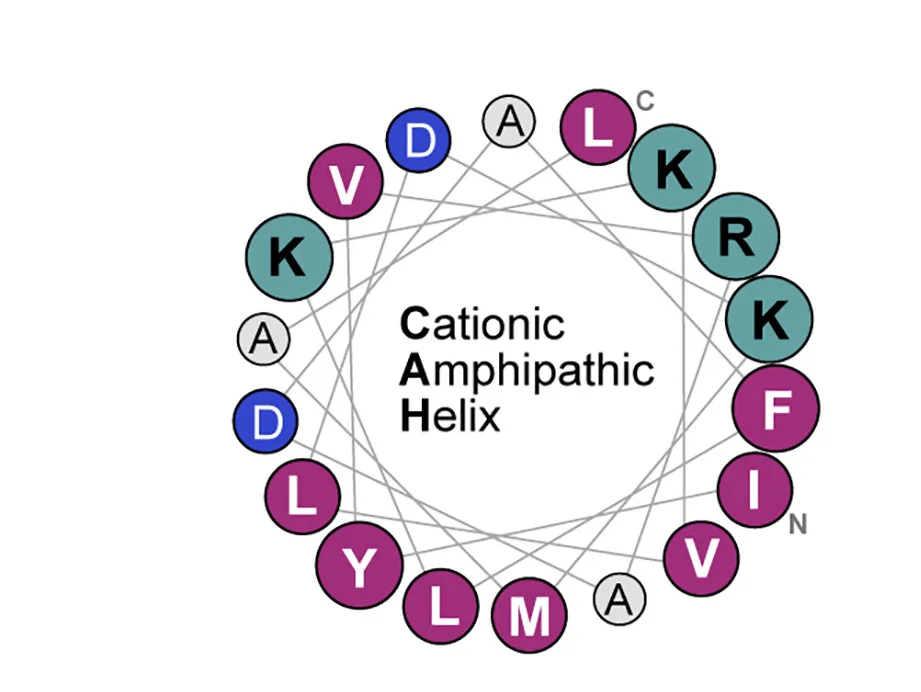 Open access visualization of Illustration, Chemical Structure, Alpha Helix, HeliQuest, Cationic Amphipathic Helix