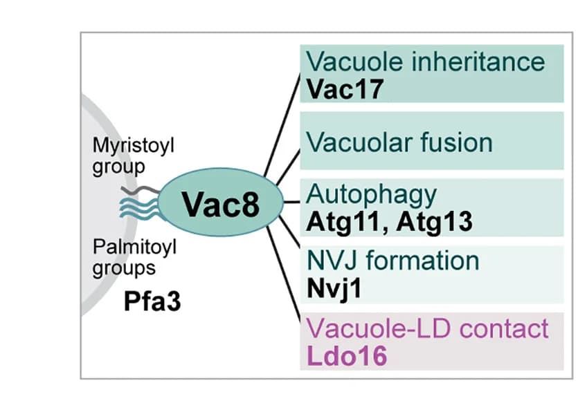 Open access visualization of Workflow, Flowchart, Schematics, Vac8, Functions