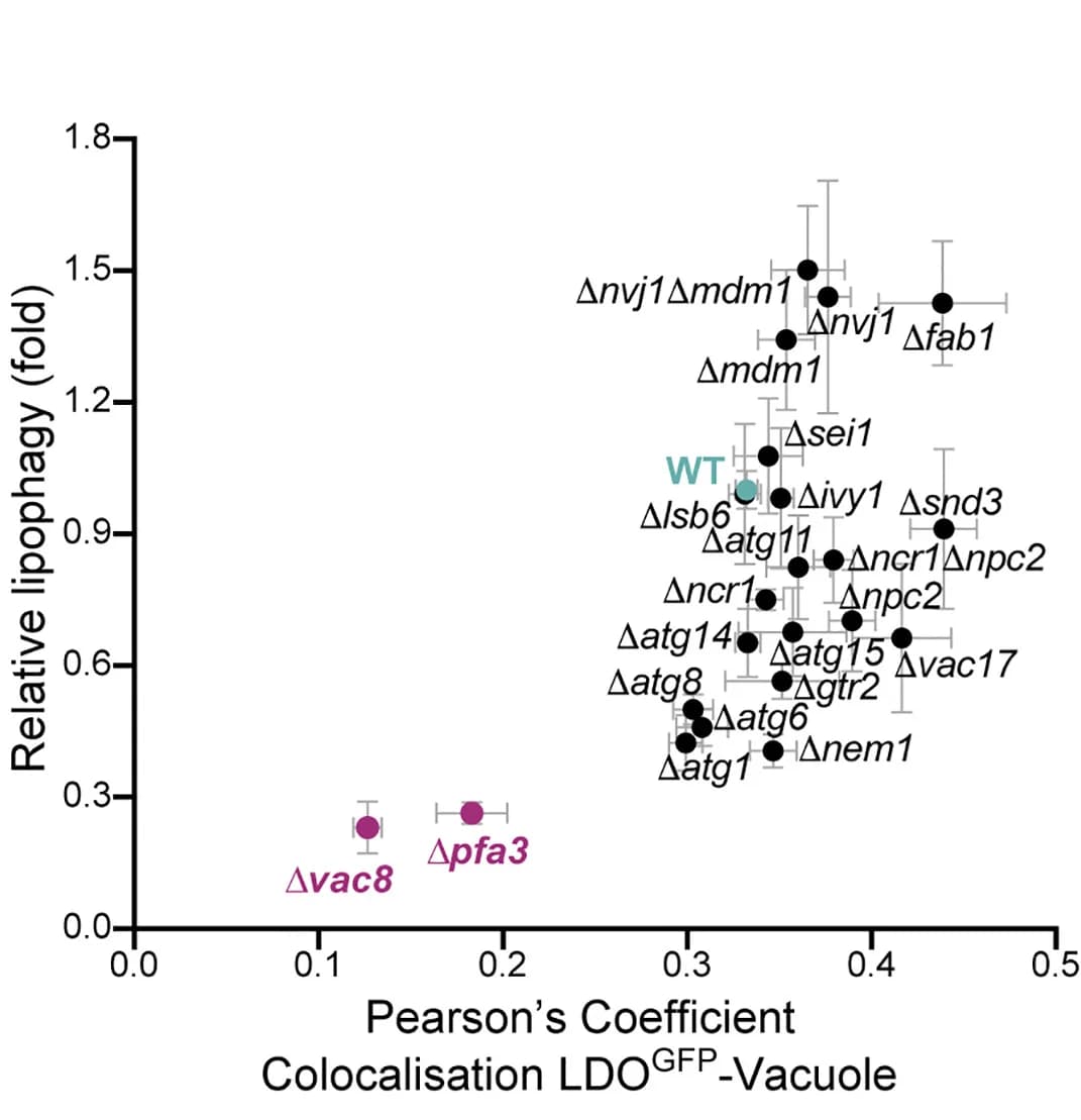 Open access visualization of Scatter Plot, Error Bars, Relative Lipophagy, MDH Intensity, Vacuole
