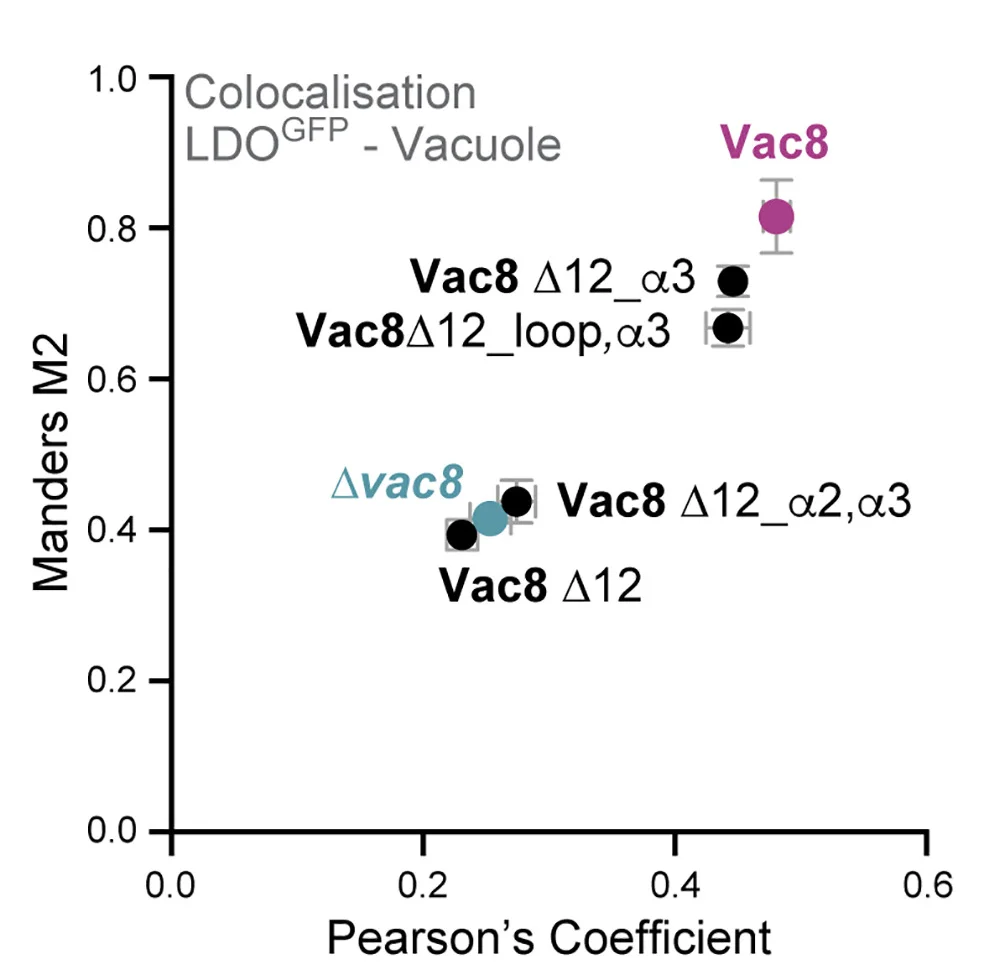 Open access visualization of Scatter Plot, Error Bars, FM4-64, Vacuole, LDOGFP