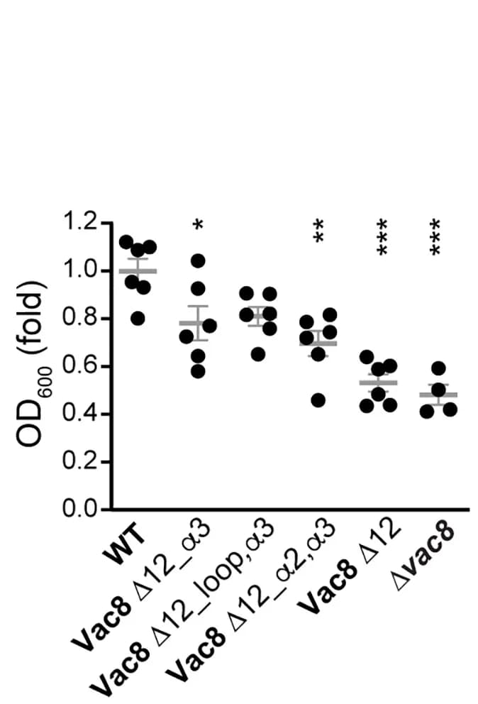 Open access visualization of Scatter Plot, Error Bars, Wild-Type, Δvac8, Cells