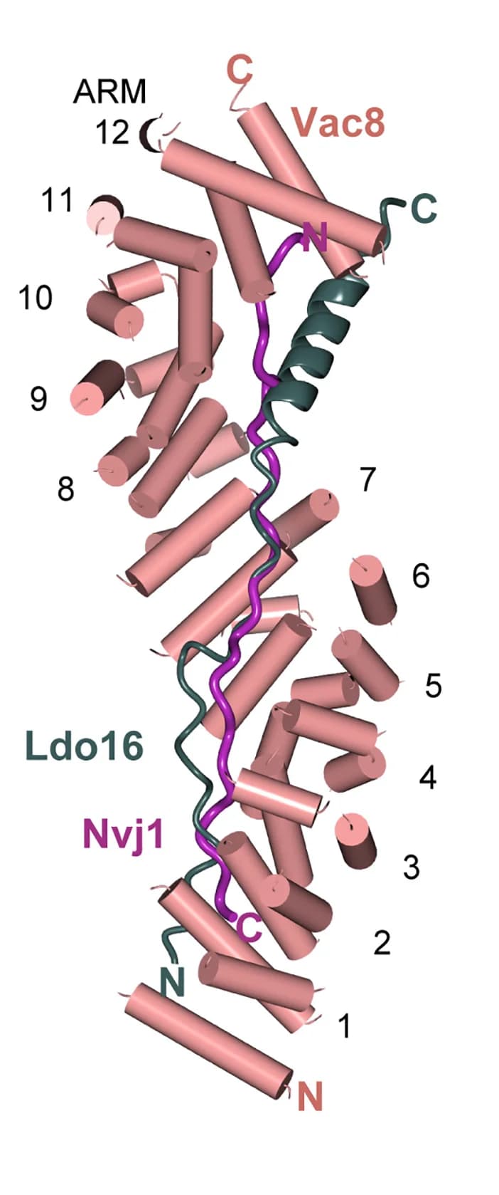 Open access visualization of Protein Structure, Ldo16, Nvj1, Position Prediction