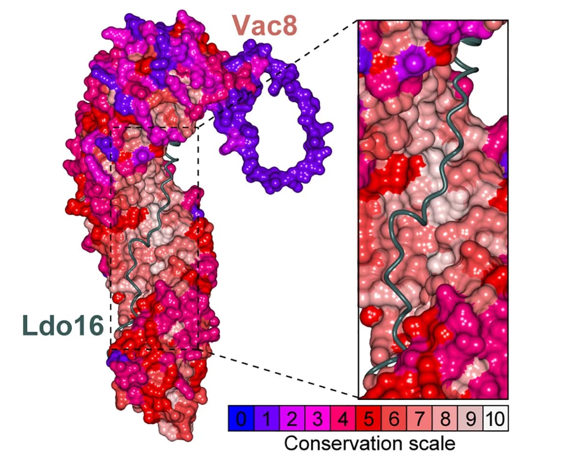 Open access visualization of Protein Structure, Structural Model, Vac8, Ldo16, Conservation Scale