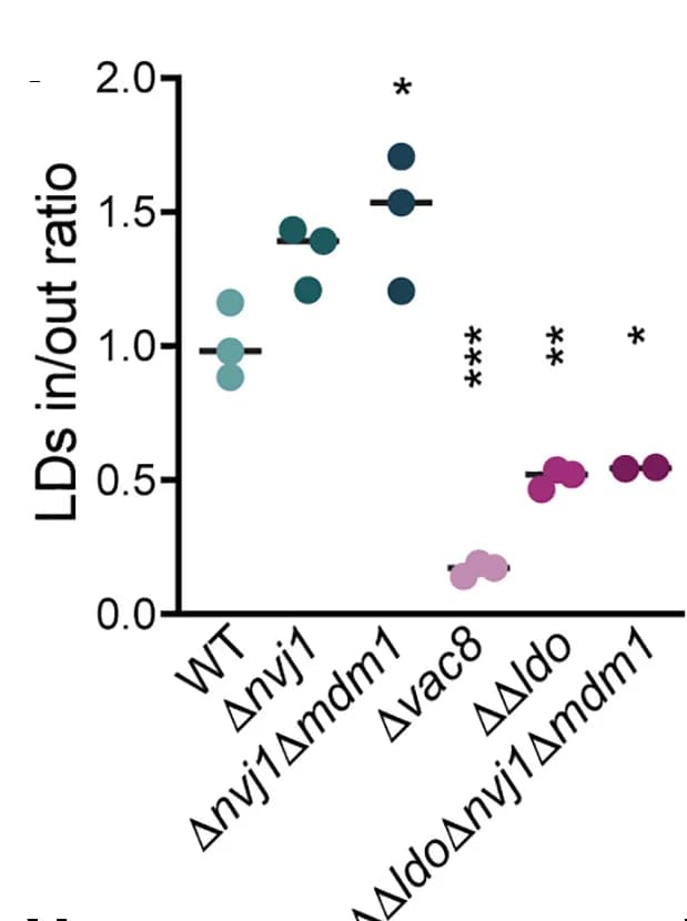 Open access visualization of Scatter Plot, Quantification, BODIPY Intensity, Vacuole