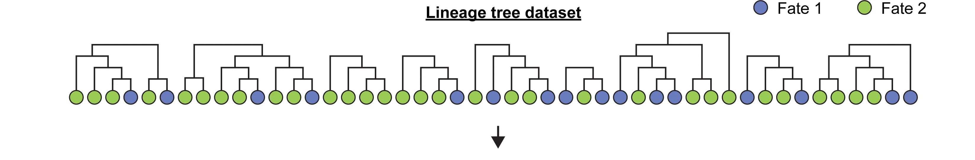 Open access visualization of Network, Pathway, Lineage Trees, Cell Types, Simulation