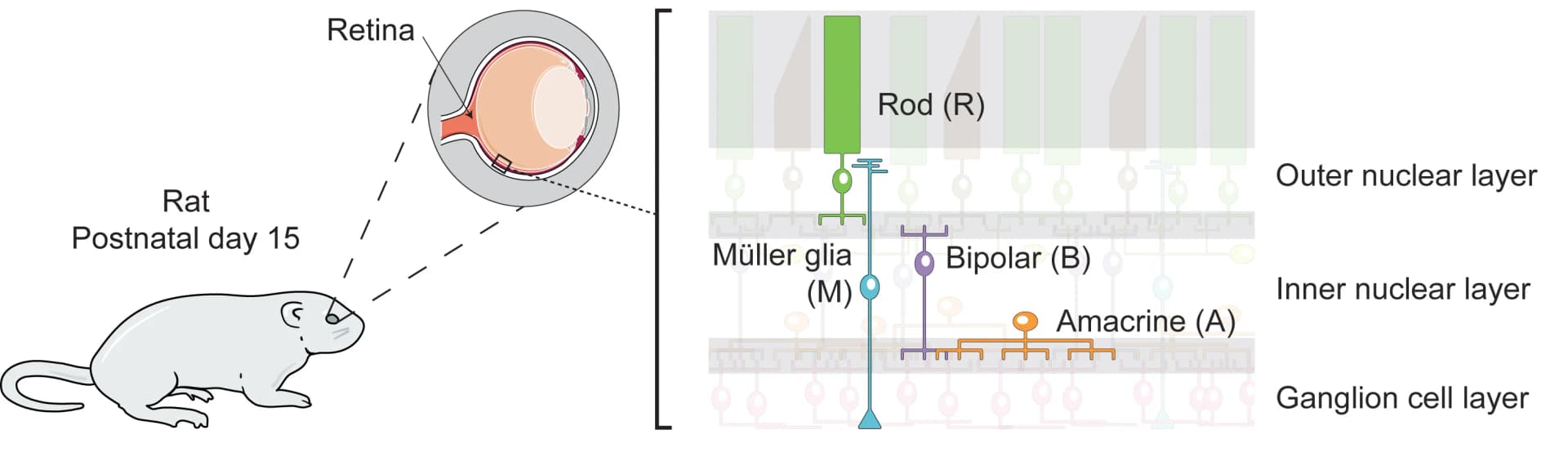 Open access visualization of Workflow, Illustration, Cell Type, Rat Retina, Organization