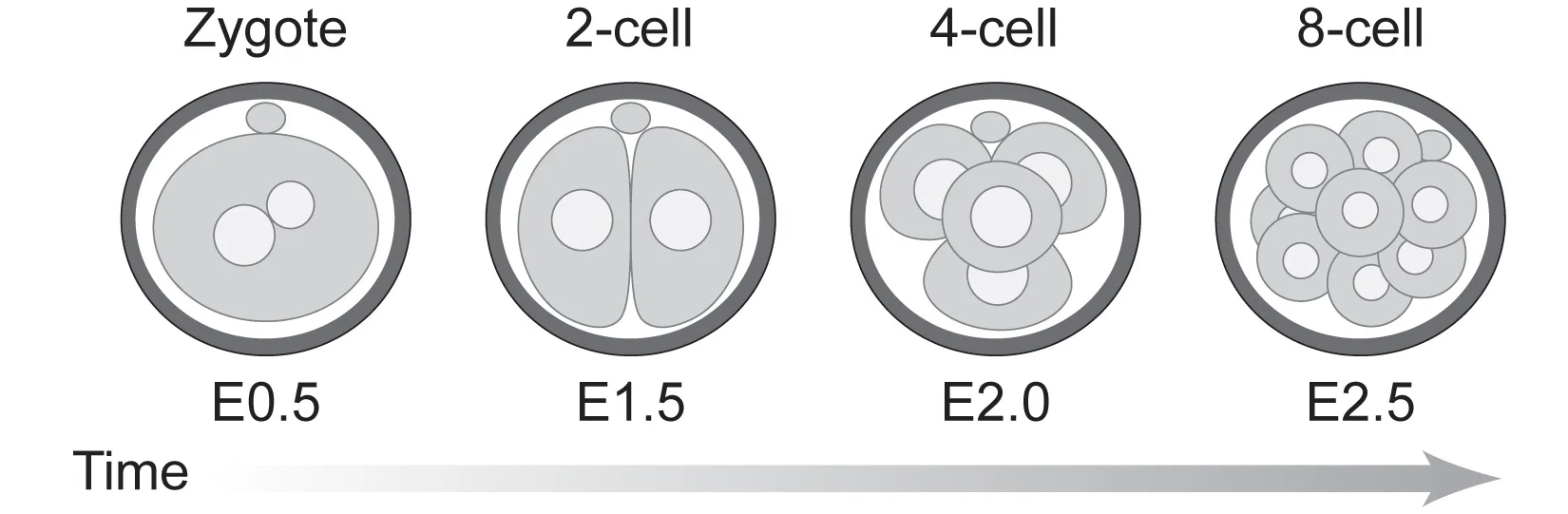 Open access visualization of Illustration, Mouse Embryo Development, Cell Types