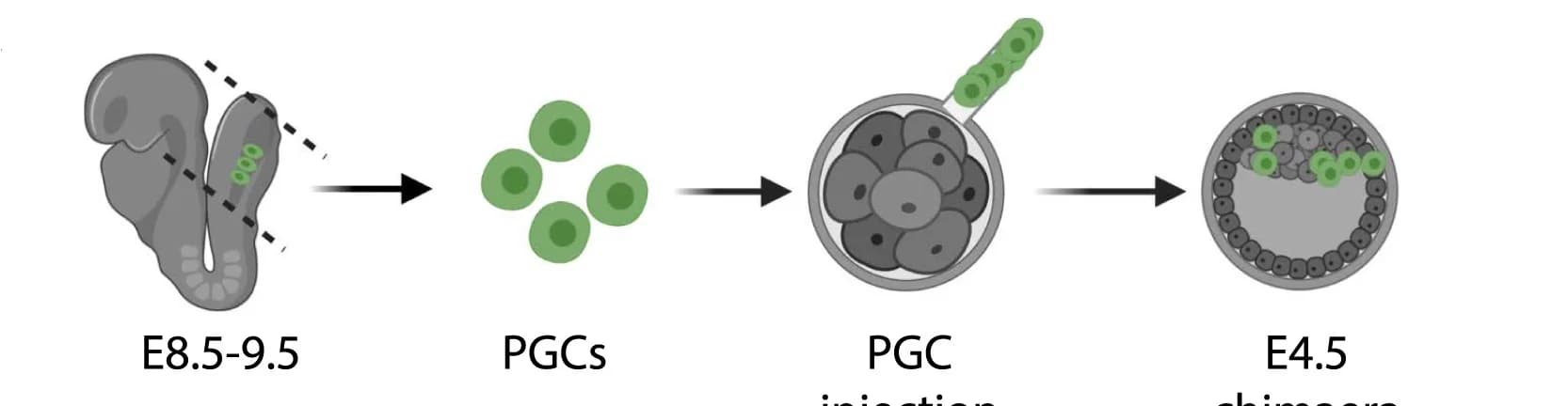 Open access visualization of Workflow, Illustration, PGC Injection Protocol, PGCs, Mouse Embryos