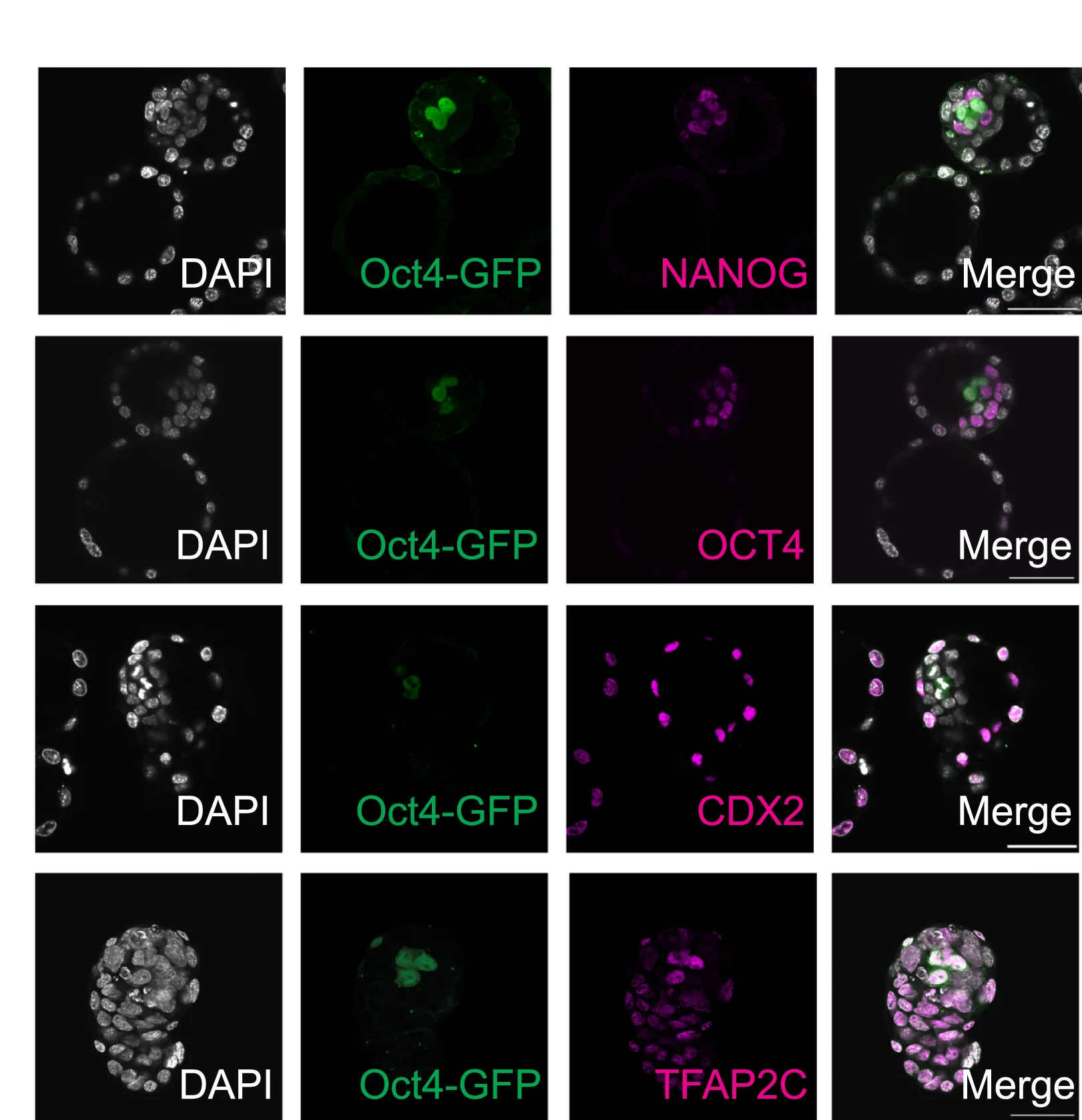 Open access visualization of Microscopy, Immunostainings, Chimeric Blastocysts, PGCs, GFP Staining