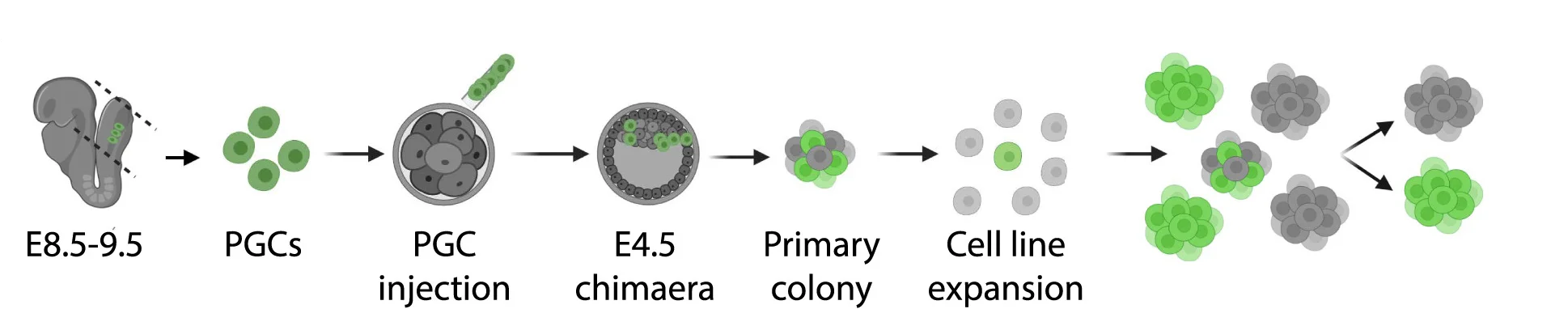 Open access visualization of Workflow, Illustration, Embryonic Stem Cells, Chimeric Embryos, PGCs