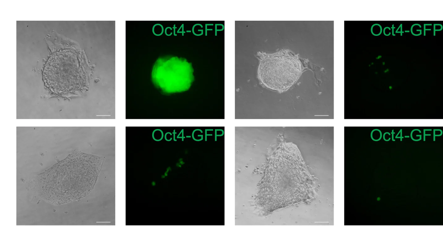Open access visualization of Microscopy, Primary Colonies, Apoptosis-Deficient PGCs, In Vitro Culture, 2i/LIF