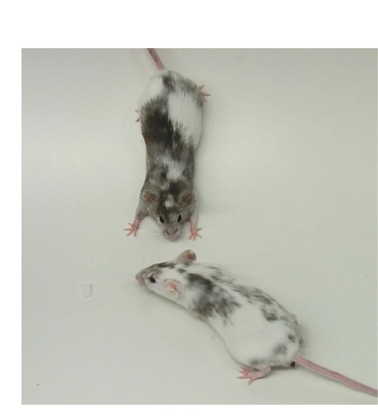 Open access visualization of Photo, Coat-Color Chimera, DKO, PGC-ESC